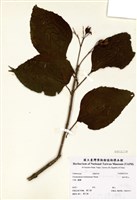 藏品(海州常山)的圖片